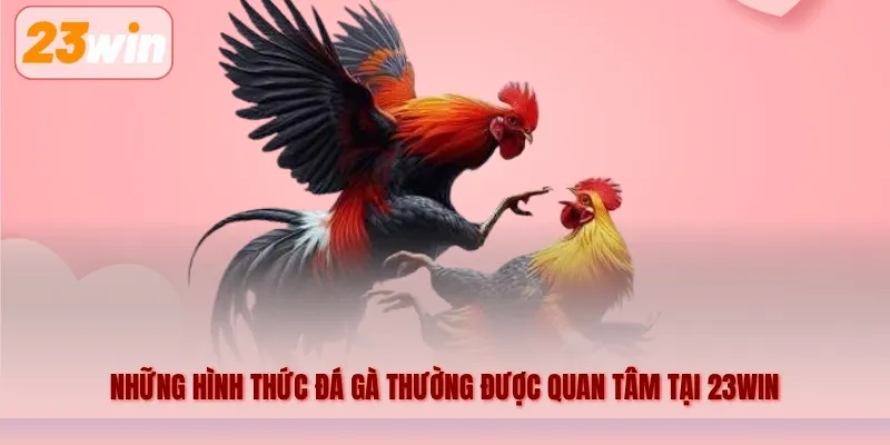 Những hình thức đá gà thường được quan tâm tại 23WIN