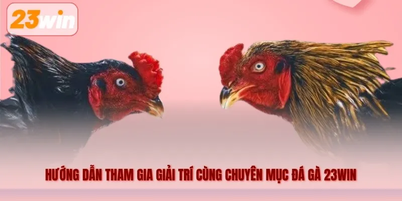 Hướng dẫn tham gia giải trí cùng chuyên mục đá gà 23WIN