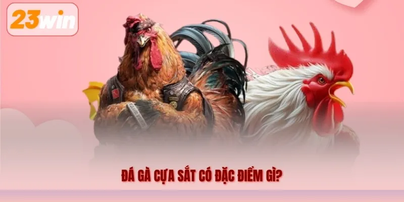 Đá gà cựa sắt có đặc điểm gì?