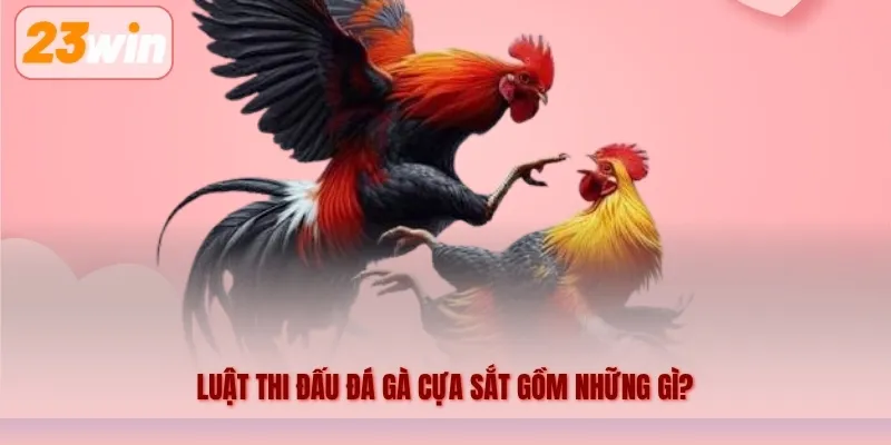 Luật thi đấu đá gà cựa sắt gồm những gì?