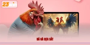 Đá Gà Cựa Sắt – Hình Thức Thi Đấu Kịch Tính Trên 23WIN